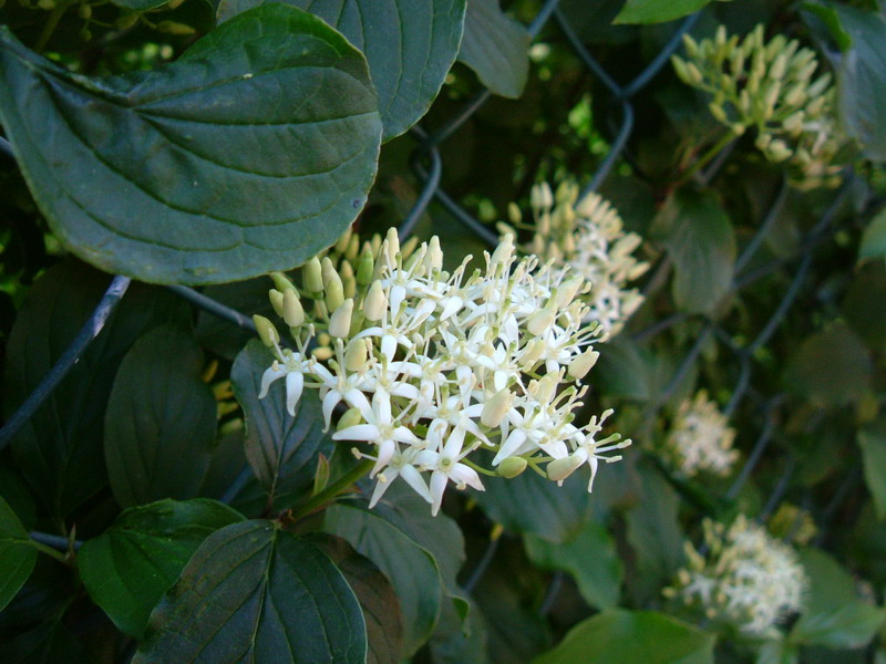 Cornus sanguinea / Corniolo sanguinello